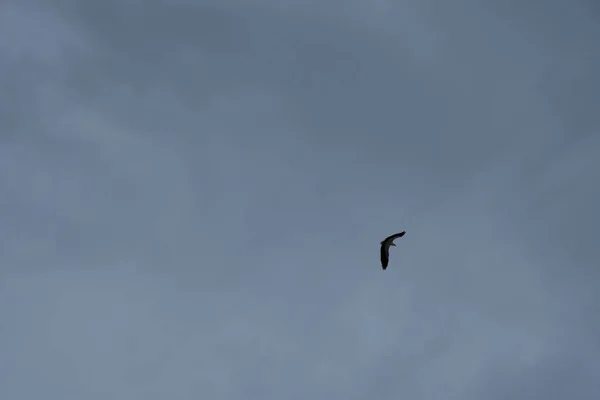 Distance Sky Eagle Flying High Horizon Sea — Stock Photo, Image