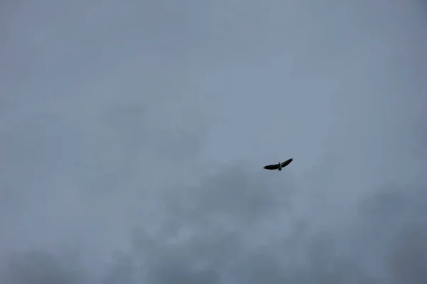 Distancia Cielo Águila Volando Alto Sobre Horizonte Mar — Foto de Stock