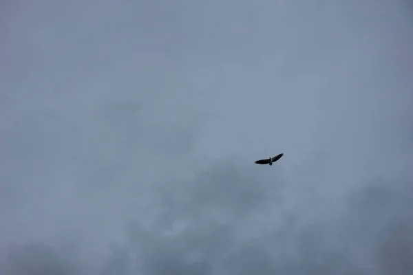 Langit Jarak Elang Terbang Tinggi Atas Laut Cakrawala — Stok Foto