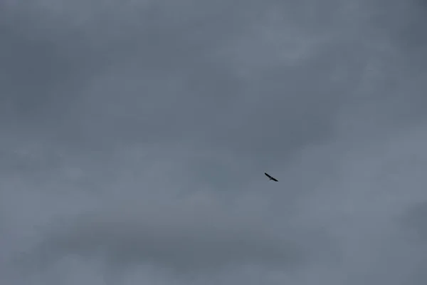 Dálkové Nebe Orel Létající Vysoko Nad Horizontem Moře — Stock fotografie