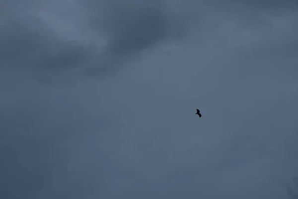 Céu Distância Uma Águia Voando Alto Acima Mar Horizonte — Fotografia de Stock