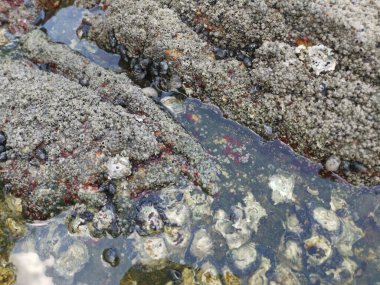 Deniz kenarında bir sürü büyük kaya bulundu.