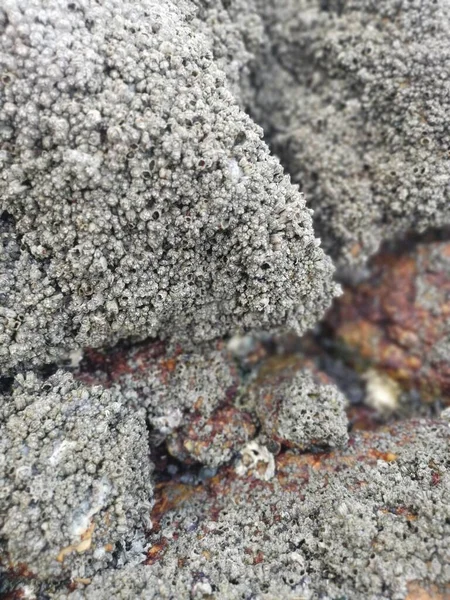 Deniz Kenarında Bir Sürü Büyük Kaya Bulundu — Stok fotoğraf