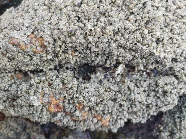 Deniz Kenarında Bir Sürü Büyük Kaya Bulundu — Stok fotoğraf
