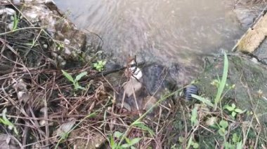 Çiftlik drenajı boyunca akan yağmur suyu.