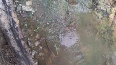 Çiftlik drenajı boyunca akan yağmur suyu.