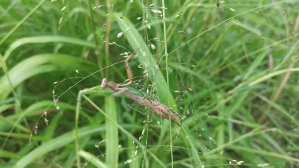 Priant Mantis Accroché Sur Brindille Cogongrass — Video