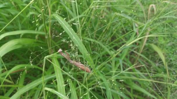 在草丛的枝条上挂着祈祷的螳螂 — 图库视频影像