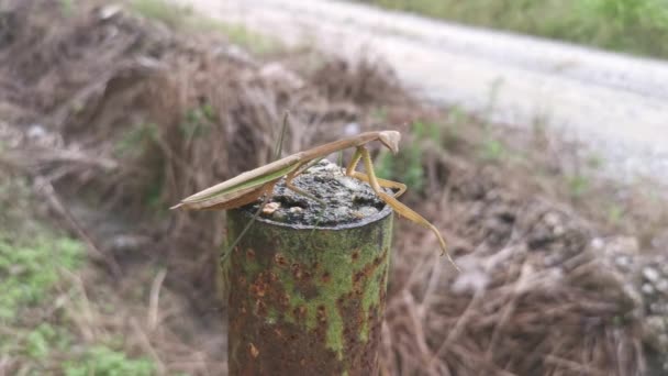 Priant Mantis Reposant Sur Bout Poteau Métallique Rouillé — Video