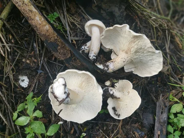野大白花蘑菇在地面上 — 图库照片