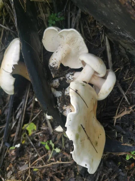 Wild Large White Leucopax Mushrooms Ground — Stock Photo, Image