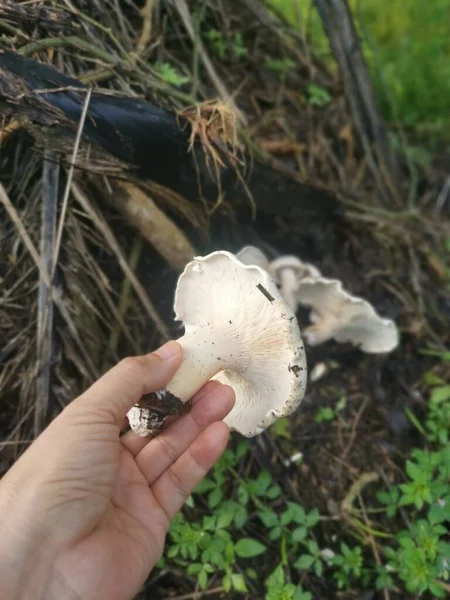 Wilde Große Weiße Leucopax Pilze Auf Dem Boden — Stockfoto