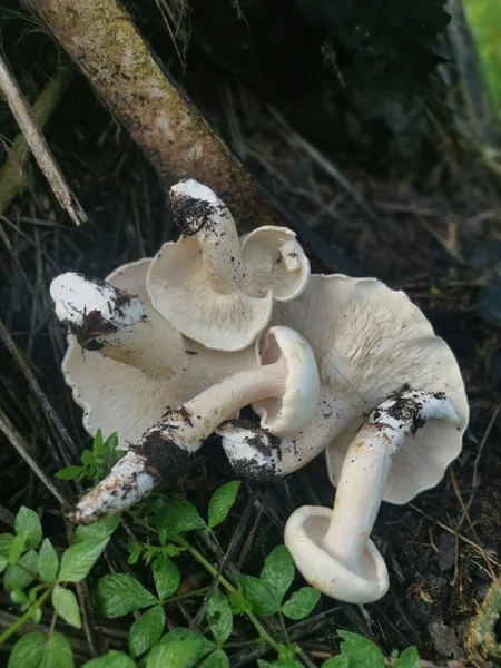 Wilde Große Weiße Leucopax Pilze Auf Dem Boden — Stockfoto