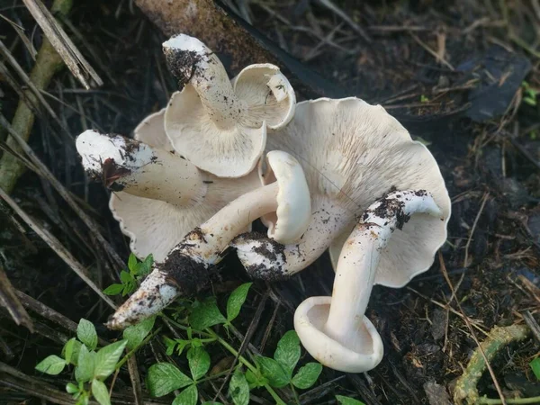 野大白花蘑菇在地面上 — 图库照片
