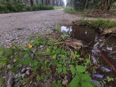 Kırsal yolda durgun su birikintisi  