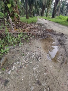 Kırsal yolda durgun su birikintisi  