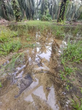 Kırsal yolda durgun su birikintisi  