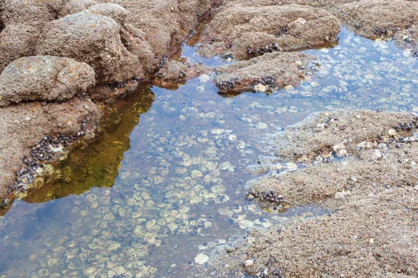 Инфракрасное Изображение Скал Найденных Вдоль Пляжа — стоковое фото
