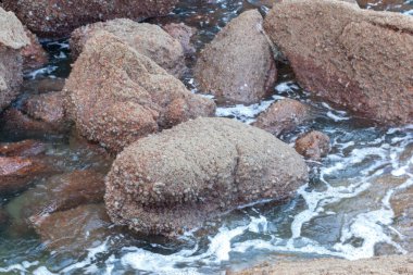 Sahilde bulunan kayaların kızılötesi görüntüsü.
