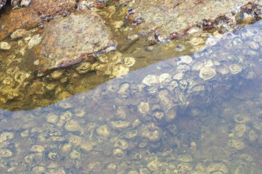 Sahilde bulunan kayaların kızılötesi görüntüsü.