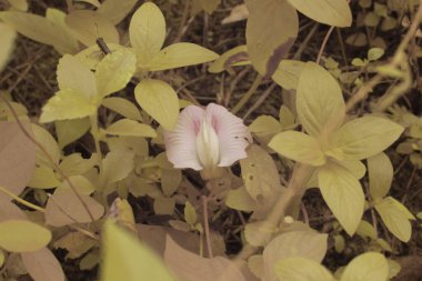 Centrosema molekül çiçeğinin kızılötesi görüntüsü. 