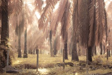 Palmiye yağı tarlasında puslu bir sabahın kızılötesi görüntüsü.   