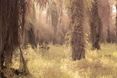 Palmiye yağı tarlasında puslu bir sabahın kızılötesi görüntüsü.   