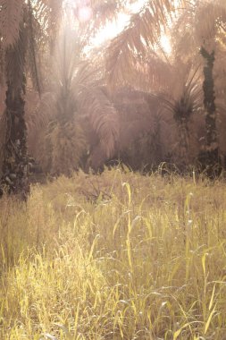 Palmiye yağı tarlasında puslu bir sabahın kızılötesi görüntüsü.   