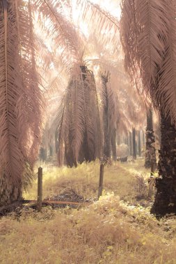 Palmiye yağı tarlasında puslu bir sabahın kızılötesi görüntüsü.   