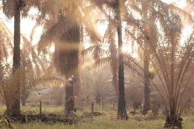 Palmiye yağı tarlasında puslu bir sabahın kızılötesi görüntüsü.   