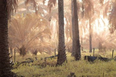 Palmiye yağı tarlasında puslu bir sabahın kızılötesi görüntüsü.   