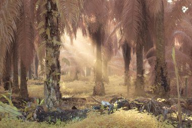 Palmiye yağı tarlasında puslu bir sabahın kızılötesi görüntüsü.   