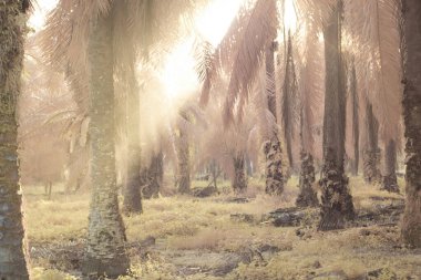 Palmiye yağı tarlasında puslu bir sabahın kızılötesi görüntüsü.   