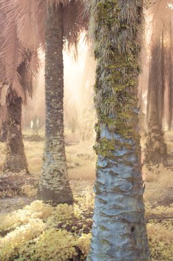 Palmiye yağı tarlasında puslu bir sabahın kızılötesi görüntüsü.   