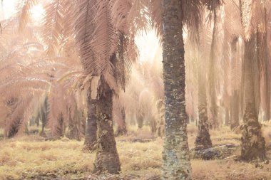 Palmiye yağı tarlasında puslu bir sabahın kızılötesi görüntüsü.   