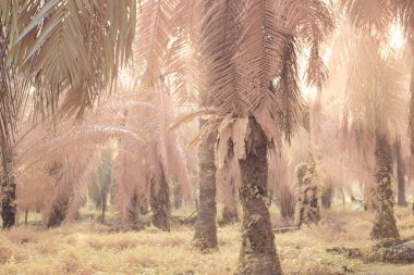 Palmiye yağı tarlasında puslu bir sabahın kızılötesi görüntüsü.   