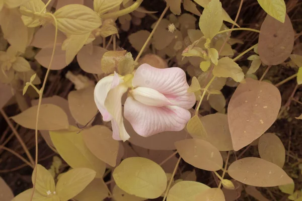 stock image infrared image of the Centrosema molle flower. 