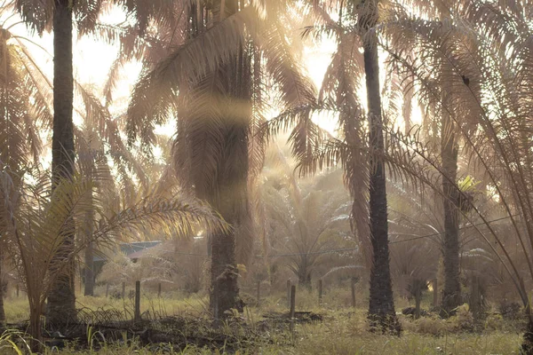 stock image infrared image of the misty morning at the palm oil plantation   