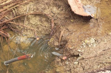 Durgun yağmur suyunun kızıl ötesi görüntüsü palmiye tarlasını su basmış ve boşaltmış.
