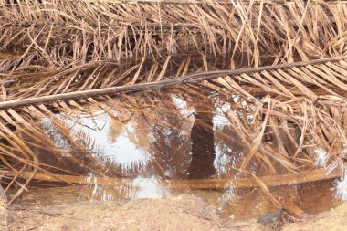 Durgun yağmur suyunun kızıl ötesi görüntüsü palmiye tarlasını su basmış ve boşaltmış.