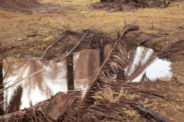 Durgun yağmur suyunun kızıl ötesi görüntüsü palmiye tarlasını su basmış ve boşaltmış.
