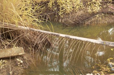 Durgun yağmur suyunun kızıl ötesi görüntüsü palmiye tarlasını su basmış ve boşaltmış.