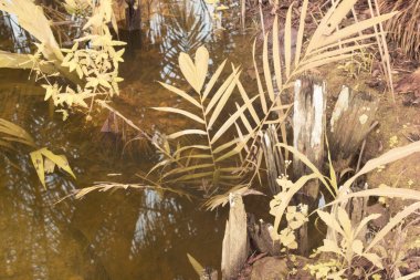 Durgun yağmur suyunun kızıl ötesi görüntüsü palmiye tarlasını su basmış ve boşaltmış.