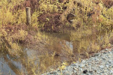 Durgun yağmur suyunun kızıl ötesi görüntüsü palmiye tarlasını su basmış ve boşaltmış.