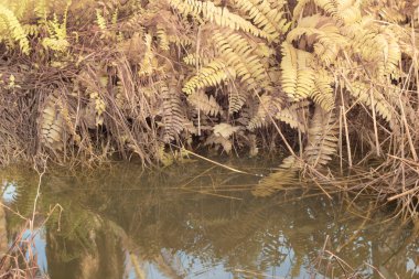 Durgun yağmur suyunun kızıl ötesi görüntüsü palmiye tarlasını su basmış ve boşaltmış.