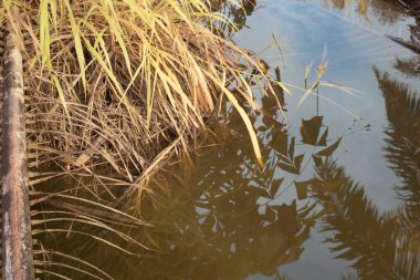 Durgun yağmur suyunun kızıl ötesi görüntüsü palmiye tarlasını su basmış ve boşaltmış.