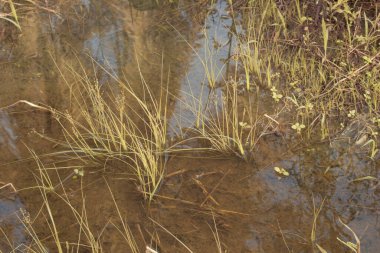 Durgun yağmur suyunun kızıl ötesi görüntüsü palmiye tarlasını su basmış ve boşaltmış.