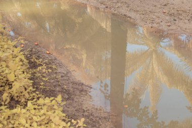 Durgun yağmur suyunun kızıl ötesi görüntüsü palmiye tarlasını su basmış ve boşaltmış.