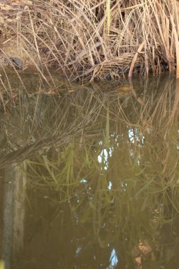 Durgun yağmur suyunun kızıl ötesi görüntüsü palmiye tarlasını su basmış ve boşaltmış.
