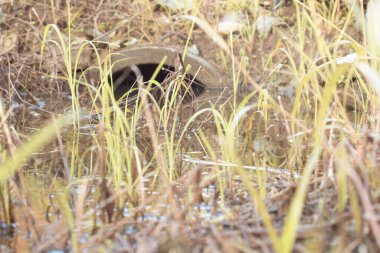 Durgun yağmur suyunun kızıl ötesi görüntüsü palmiye tarlasını su basmış ve boşaltmış.